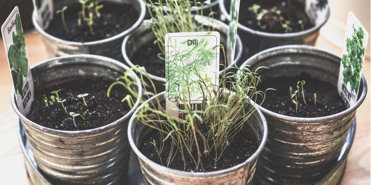 Growing herbs indoors